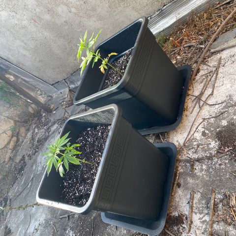 Banana Split growlog timeline photo
