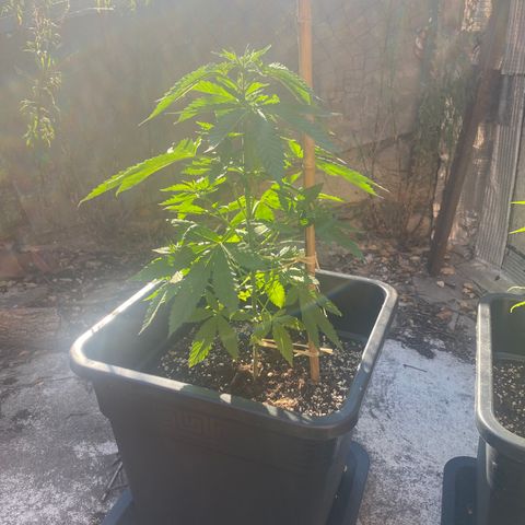 Banana Split growlog timeline photo