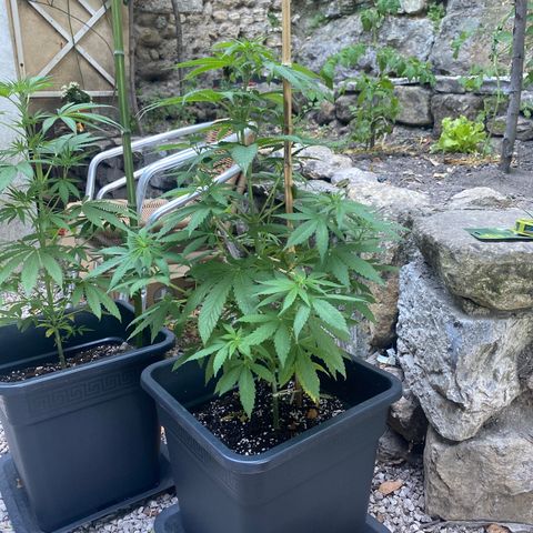 Banana Split growlog timeline photo