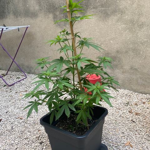 Banana Split growlog timeline photo