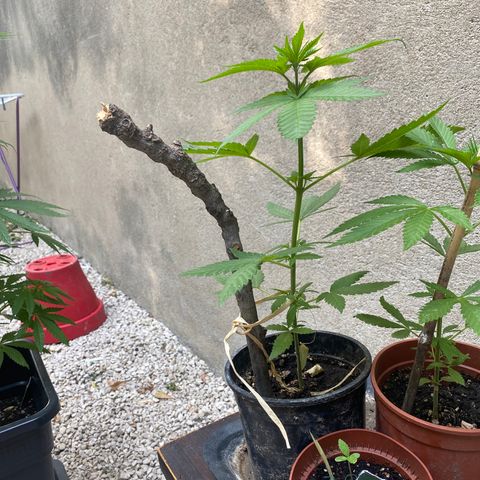 Banana 2 growlog timeline photo