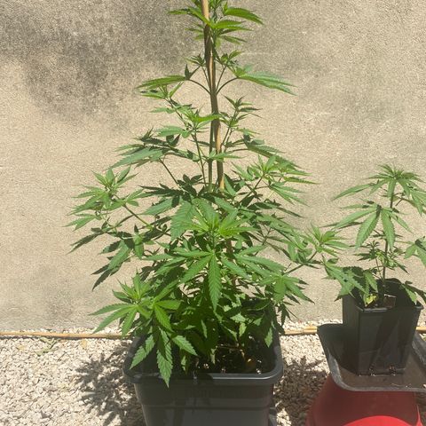 Banana Split growlog timeline photo