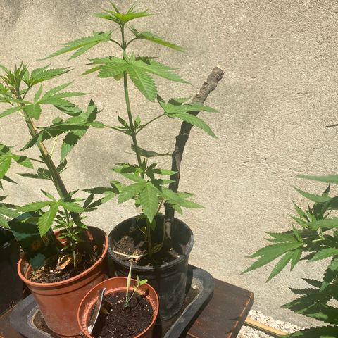 Banana 2 growlog timeline photo