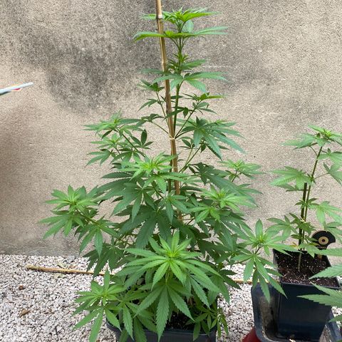 Banana Split growlog timeline photo