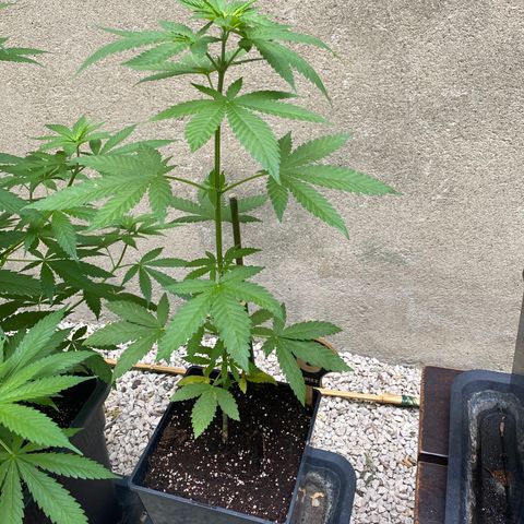 Banana 2 growlog timeline photo