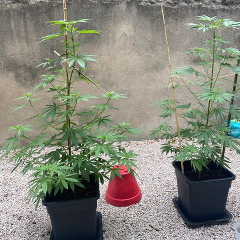 Banana Split growlog timeline photo