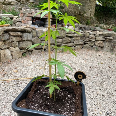 Banana 2 growlog timeline photo