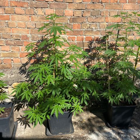 Banana Split growlog timeline photo