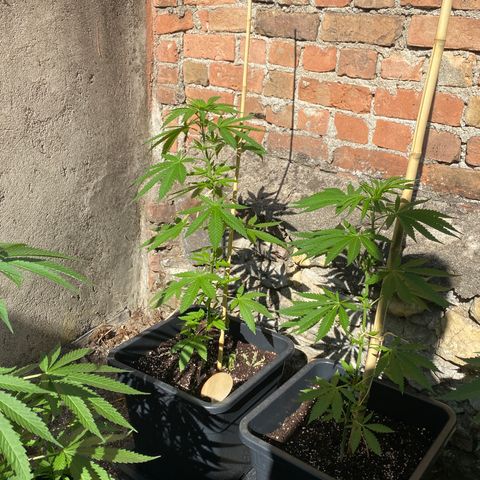 Banana 2 growlog timeline photo