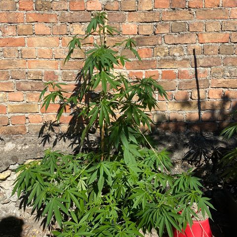Banana Split growlog timeline photo