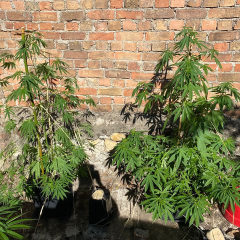 Banana Split growlog timeline photo