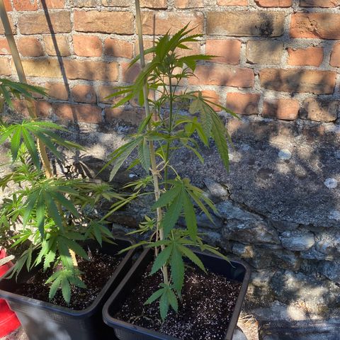 Banana 2 growlog timeline photo