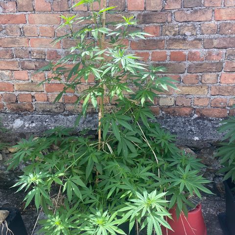 Banana Split growlog timeline photo