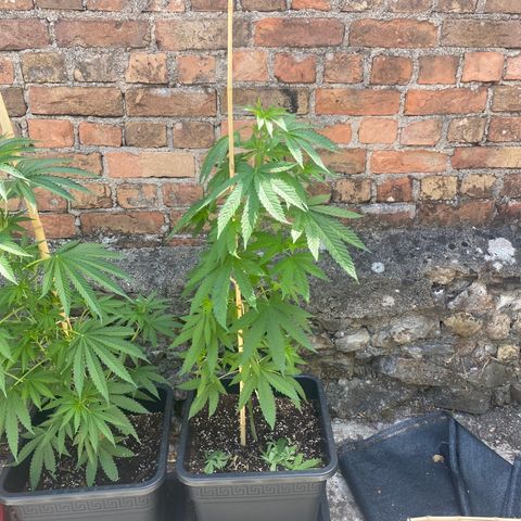Banana 2 growlog timeline photo