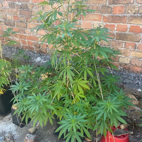 Banana Split growlog timeline photo