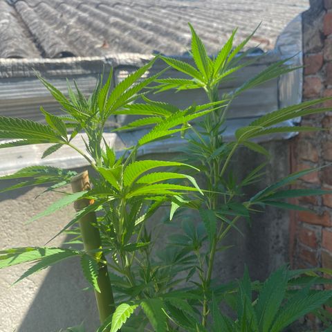 Banana Split growlog photo: Plante d’Aline 
