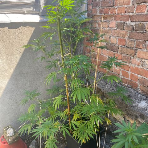 Banana Split growlog photo: Plante d’Aline 