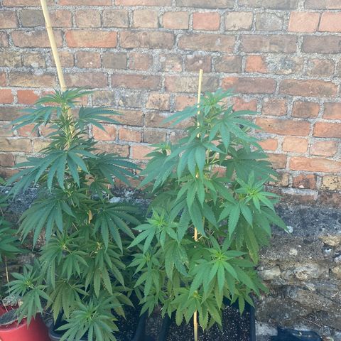 Banana 2 growlog photo: Droite la mienne 