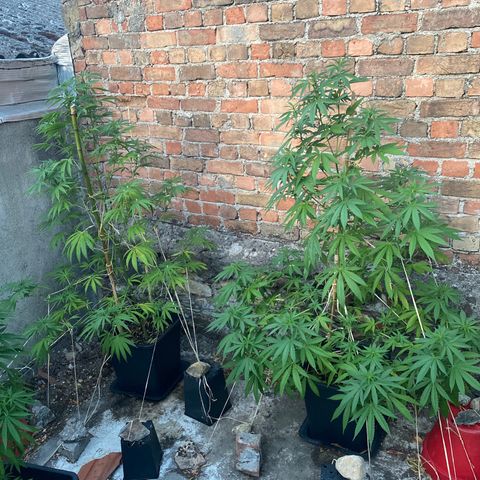 Banana Split growlog timeline photo