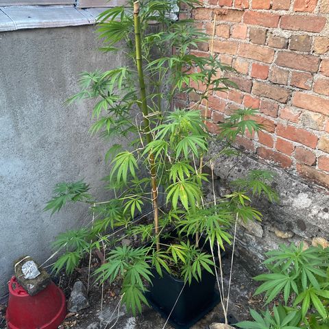 Banana Split growlog timeline photo