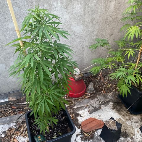 Banana 2 growlog timeline photo