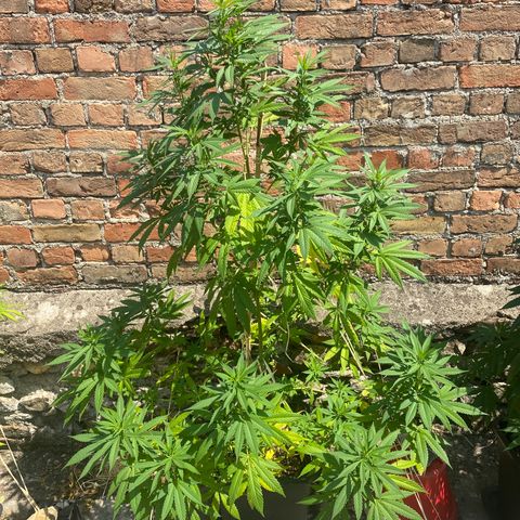 Banana Split growlog timeline photo