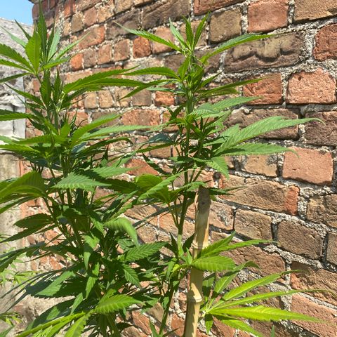 Banana Split growlog timeline photo