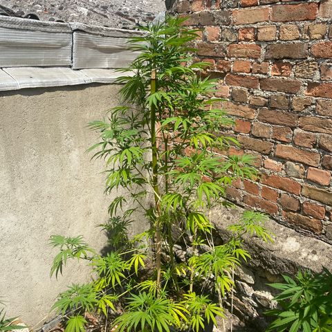Banana Split growlog timeline photo