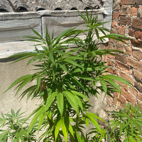 Banana Split growlog timeline photo