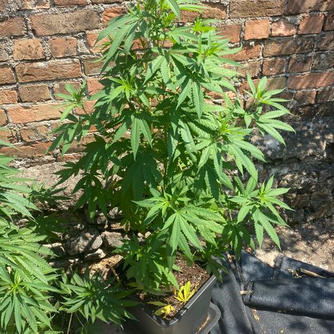 Banana 2 growlog timeline photo