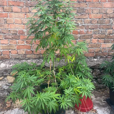 Banana Split growlog timeline photo