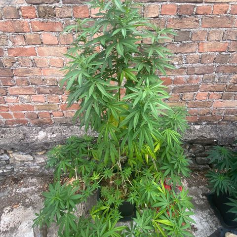 Banana Split growlog timeline photo