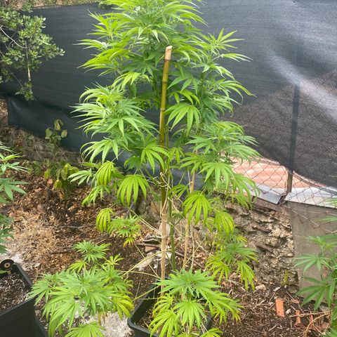 Banana Split growlog timeline photo
