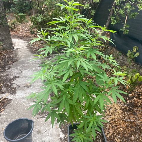 Banana 2 growlog timeline photo