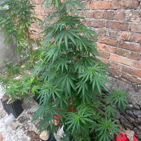 Banana 2 growlog timeline photo