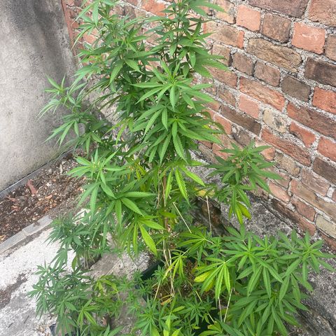 Banana Split growlog timeline photo