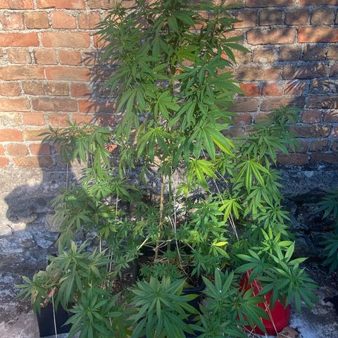 Banana Split growlog timeline photo