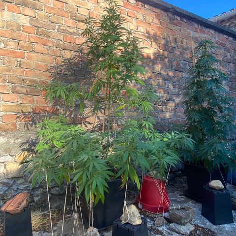Banana Split growlog timeline photo