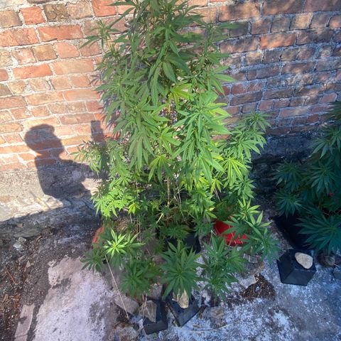 Banana Split growlog timeline photo