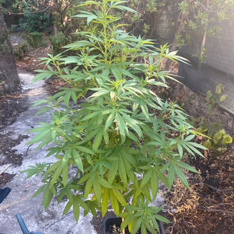 Banana 2 growlog timeline photo