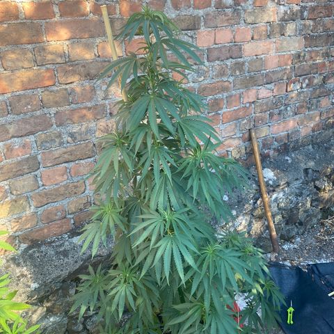 Banana 2 growlog timeline photo