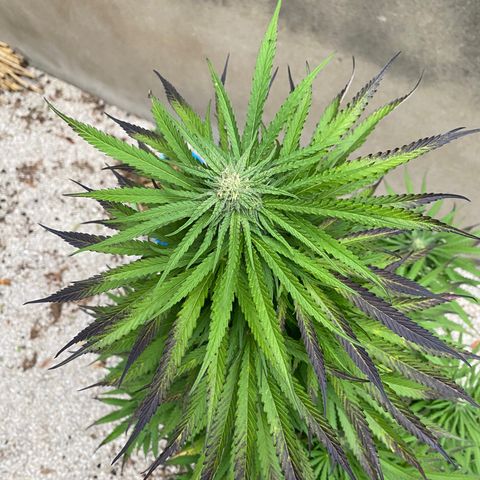 Banana Split growlog timeline photo