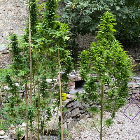 Banana Split growlog timeline photo