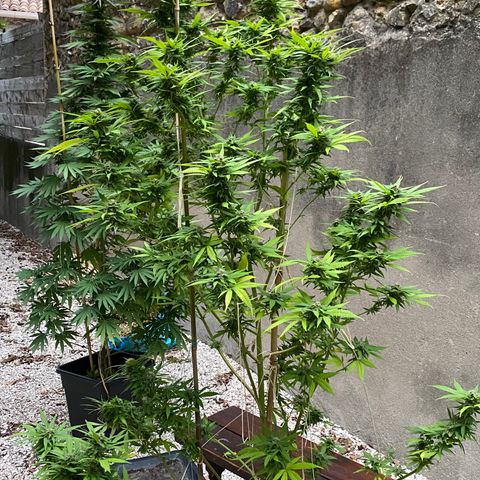 Banana Split growlog timeline photo