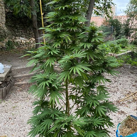 Banana Split growlog timeline photo