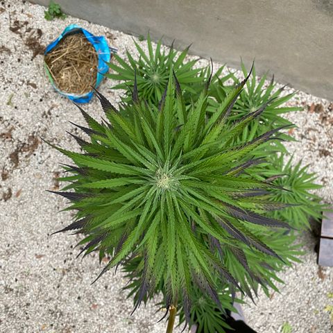 Banana Split growlog timeline photo
