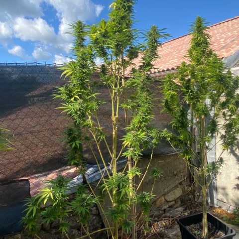 Banana 2 growlog timeline photo