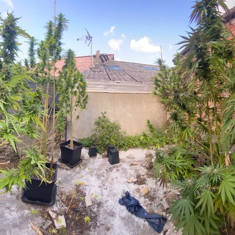 Banana 2 growlog timeline photo