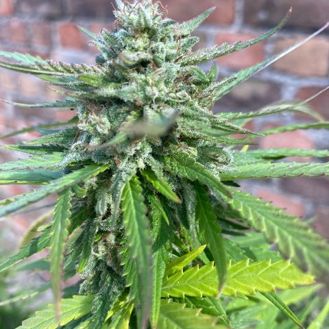 Banana 2 growlog timeline photo