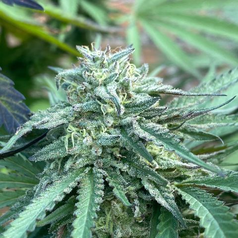Banana 2 growlog timeline photo